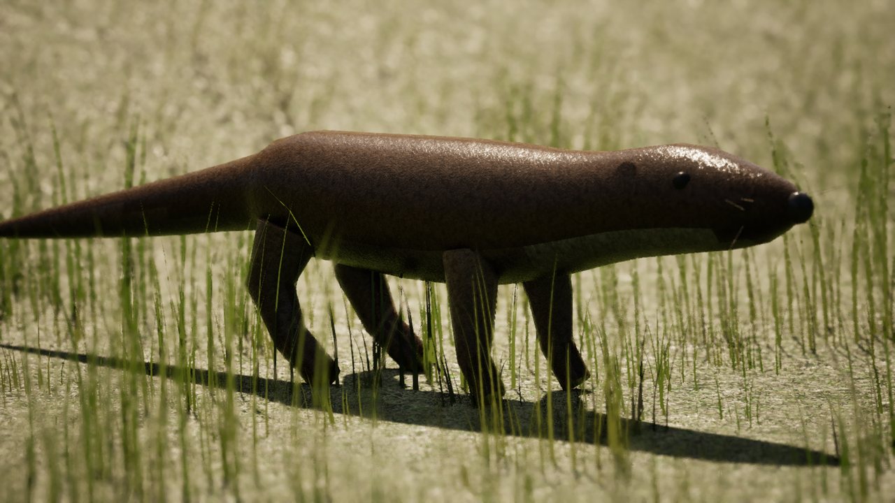 A long dark brown otter with a thick tapering tail walking through grass.