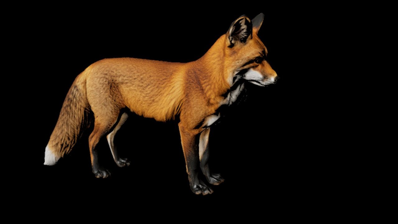 A red fox standing side-on against a black background: russet coat, white chest and tail tip, black legs.