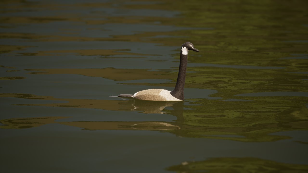 A Canada goose with a black neck and head, a white chinstrap and a brown body swimming on the river.