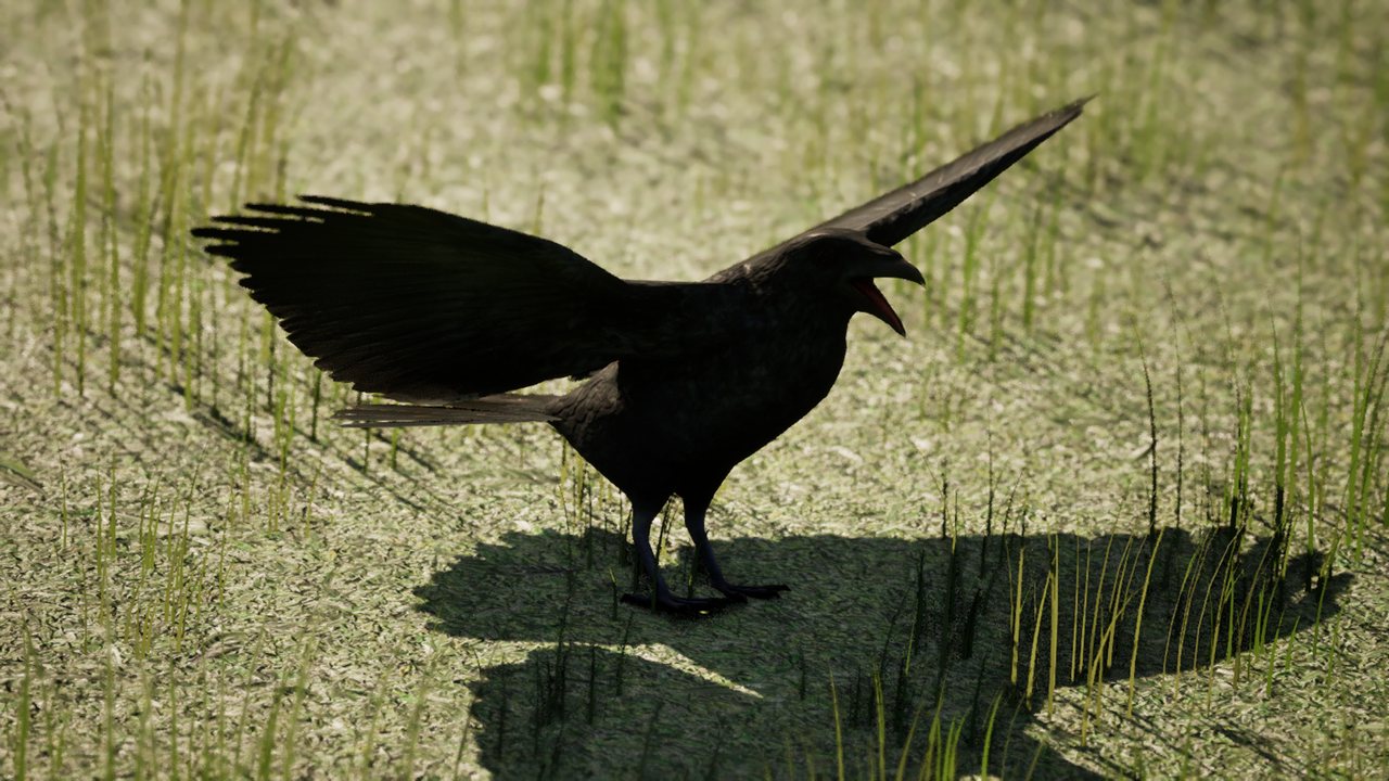 An all-black carrion crow in grass with its wings half raised and its bill open, calling.