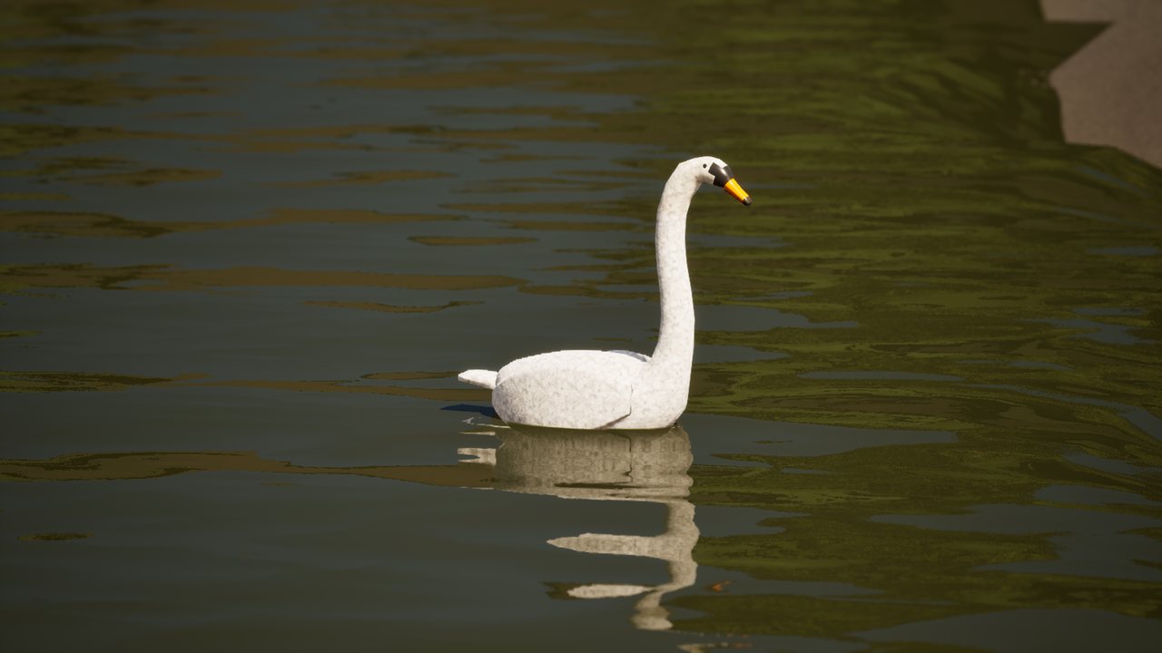 A white mute swan with an orange bill swimming on the river.
