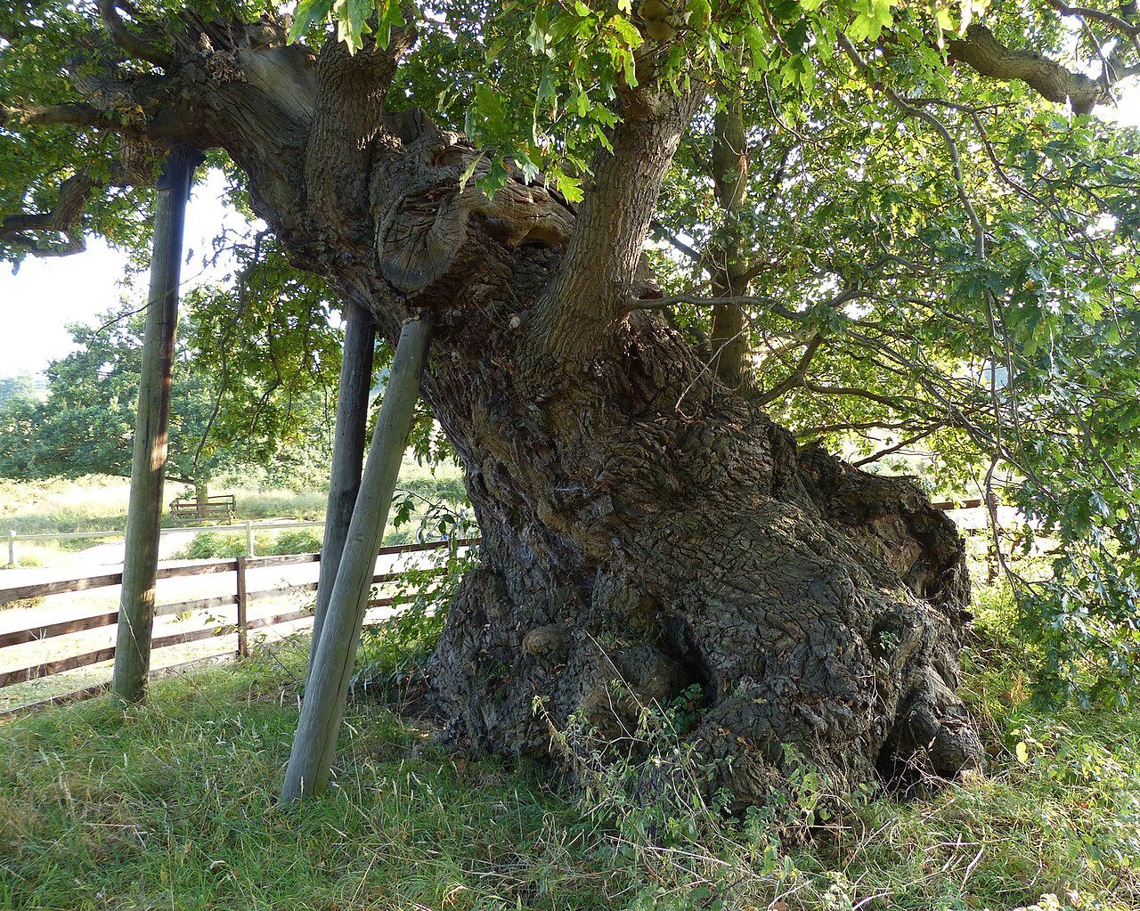 A huge, gnarled old oak with a hollow, split trunk, standing in parkland.