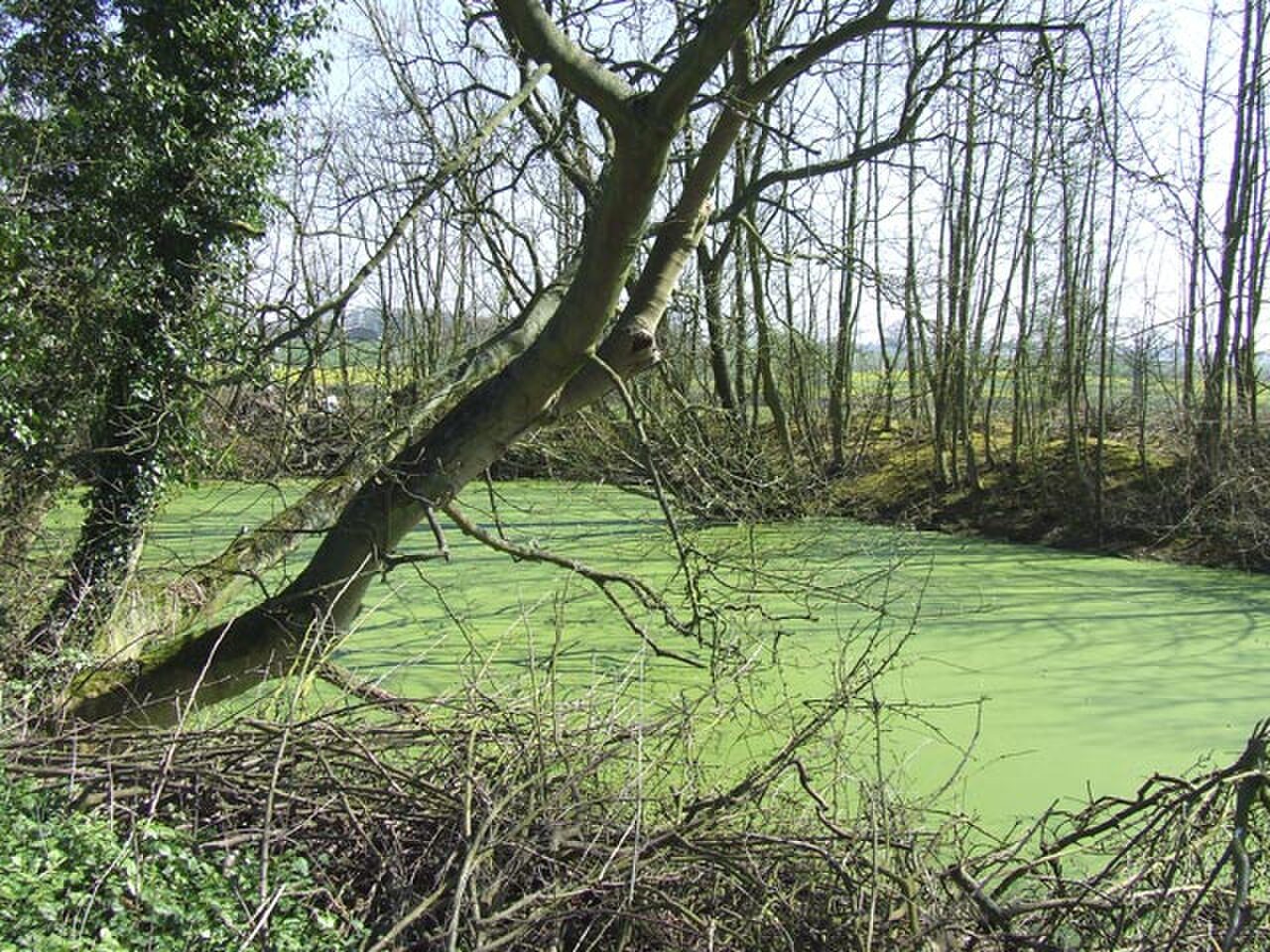A pond in woodland completely covered with bright green duckweed, bare trees leaning over it.