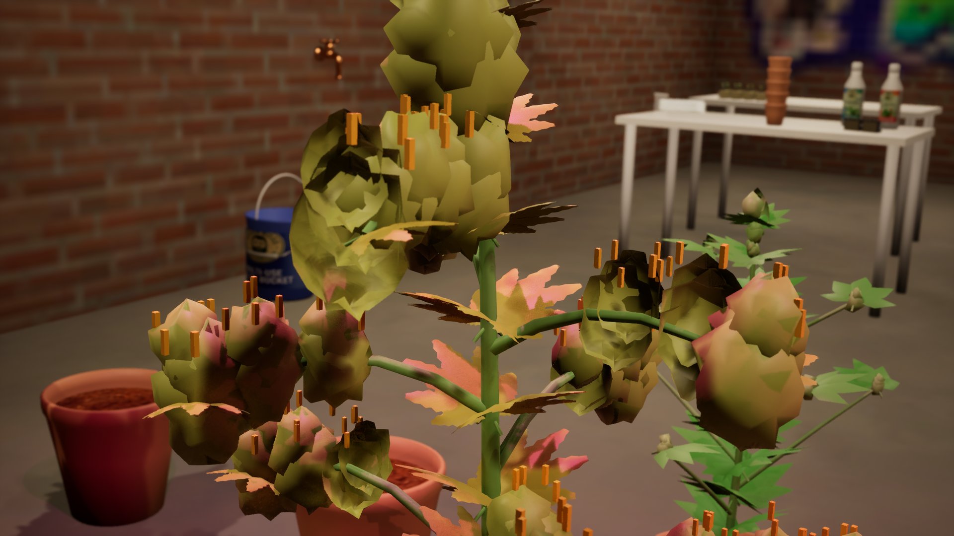 A ripe plant heavy with buds, its leaves turning pink and yellow, more potted plants and a table of bottles in the cellar behind.