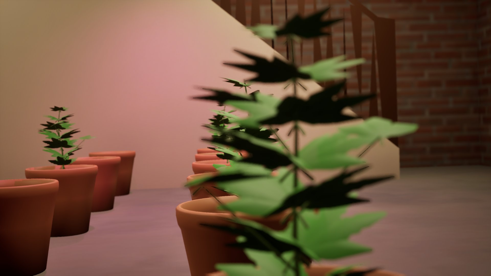 Side on along a row of terracotta pots on the cellar floor, a leafy young plant in focus in front and more plants behind under a pink light.